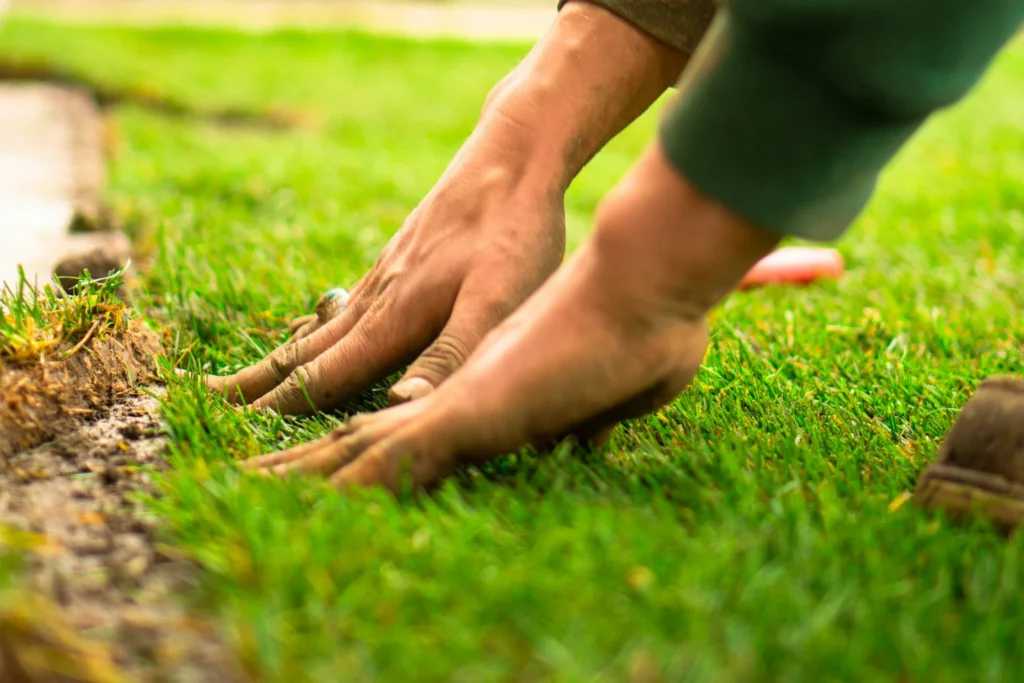 Tampa Tampa Sod Types Services