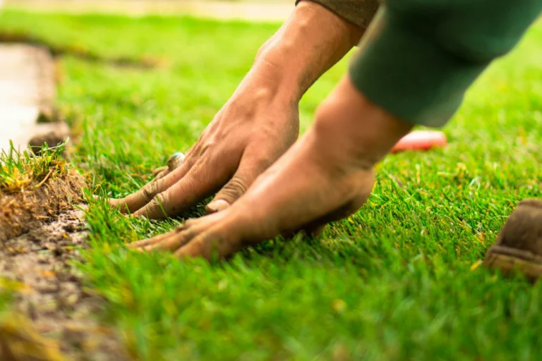 Sod Types
